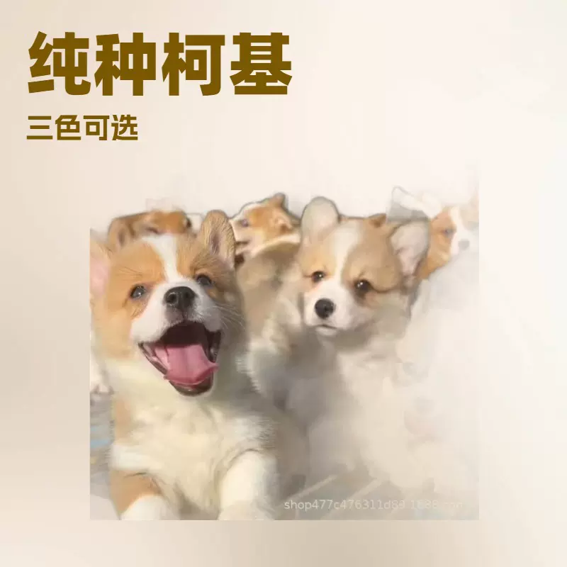 批发纯种狗柯基幼犬活体小型柯基幼崽活物狗两色三色柯基犬宠物犬