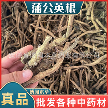 野生蒲公英根自然晒干新货多年生长蒲公英根含量高味浓