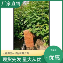 ׶ ֲGľ ׶ ذlr񃞻