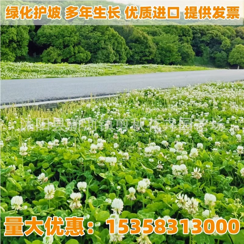 Импортные семена белого клевера, клевера, красного клевера, семена клевера, клевера, Морозостойкое озеленение, вечнозеленые семена газона