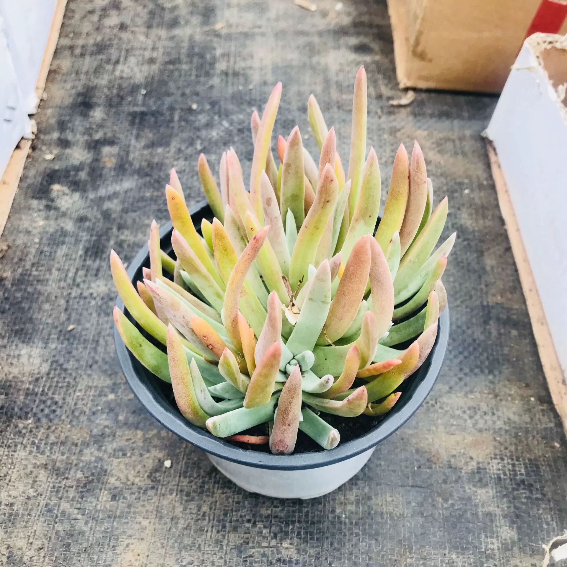 Теплица оптовые продажи суккулентов комнатный офис Настольный милый интересный растительный крем в сторону суккулентов новичку легко поднять