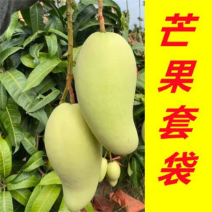 Double-Layer Mango Bagging, Golden Mango Bagging, Insect-Proof and Bird-Proof Fruit Bagging, Imperial Mango, Jade Mango, Imperial Mango, Imperial Mango
