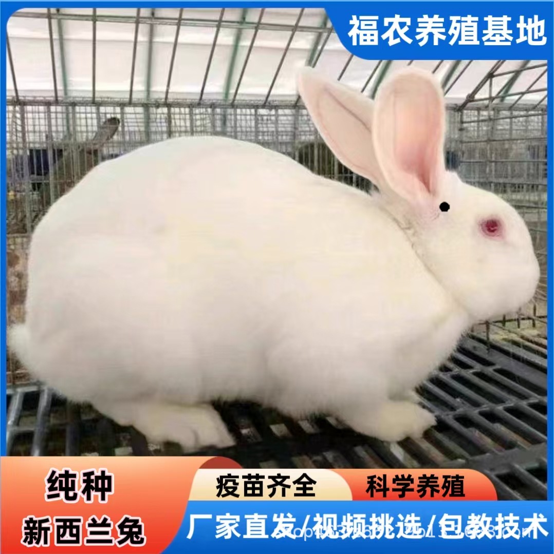山东大型肉兔养殖场直供纯种新西兰种兔正宗活体新西兰肉兔批发价