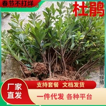 毛娟小苗毛杜鹃树杯苗工程绿化苗木夏娟毛鹃花苗庭院花坛开花植物