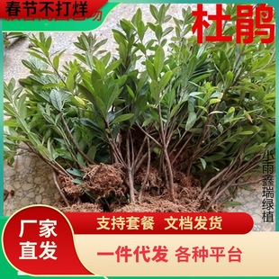 ë��С��ë���N�䱭�繤�̾G����ľ�ľ�ë�N����ͥԺ�����_��ֲ��