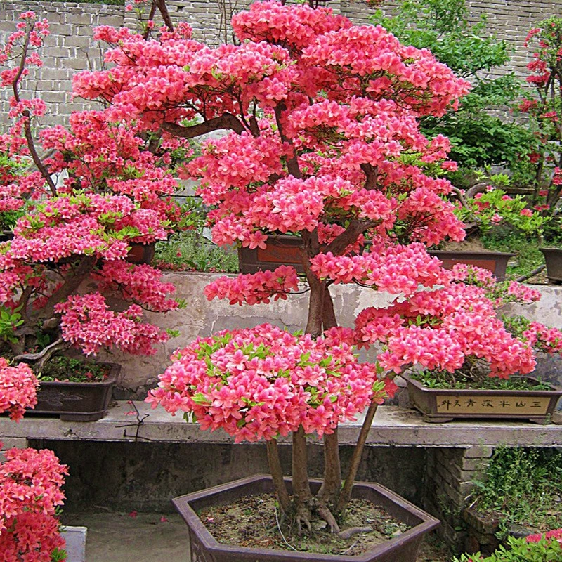 Побеги дикой азалии в горшках, ландшафтные старые саженцы азалии, северные и южные саженцы для посадки на открытом воздухе, цветущие во все времена года во дворе.