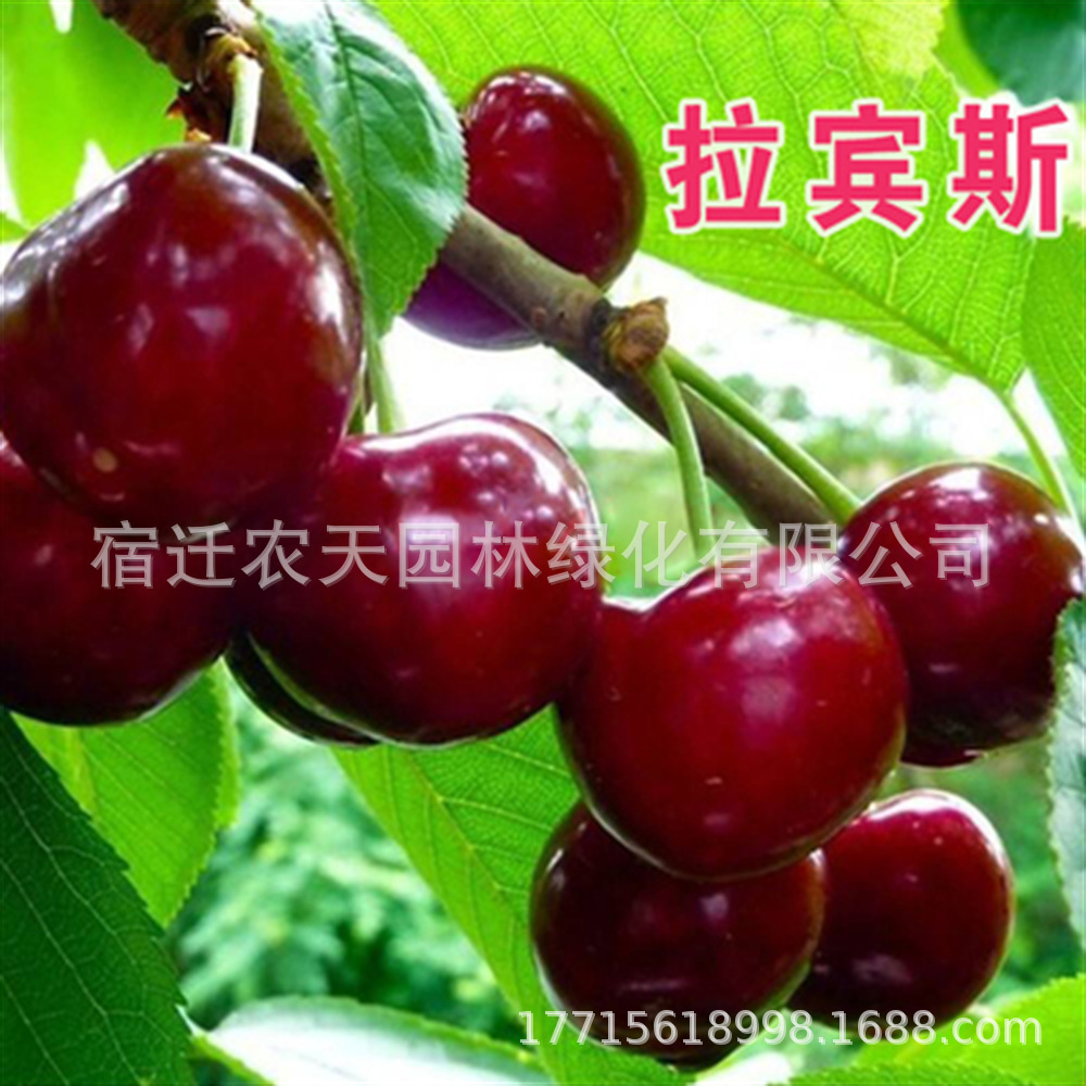 拉宾斯早大果甜樱桃美早红樱桃树苗黑兰特樱桃南北方种植当年结果