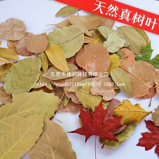 ��Ȼ���~�ɻ��~�ӕ���ֲ��ƴ�N���˱��Ĕz���߱����׃��@diy���~