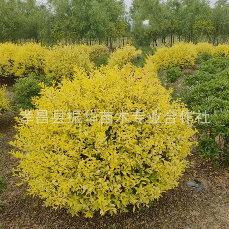 ba38e6d75d60d0735c27fbd5c26428