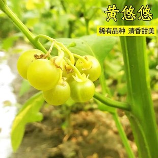 �����N��Ұ���|�������ƷN�Ӻ�����������Ժ����Ǻ����ķN��