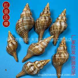 红旋法螺天然海螺贝壳收藏标本螺鱼缸造景水族装饰居家摆
