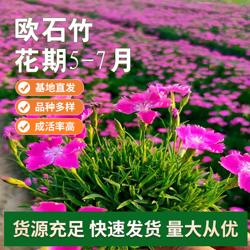 耐寒欧石竹花卉 欧石竹营养钵石竹花海设计绿化工程小杯彩虹石竹