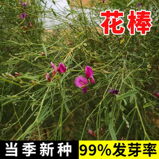 ���ݷN�ѻ����N�ӻ�����ľ�N�Ѽ�֦���S��ţ����Ϲ�ɳ��ľ�^�p�N