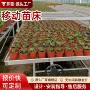 栽培移动育苗园艺种植盆