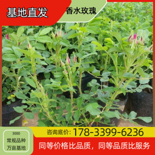 Perfume Rose Seedling Potted Base Planting, Four-Season Flowering, Courtyard Planting, Green Plant Project, Greening Seedlings, Easy to Breed