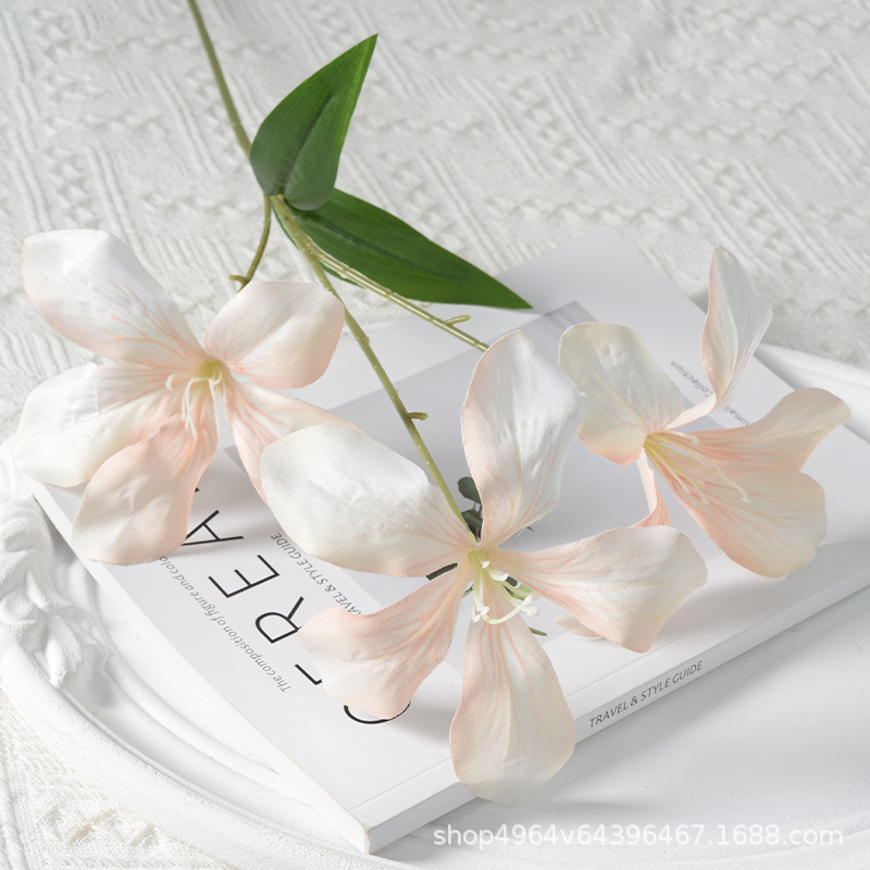 3 heads of flame orchid champagne