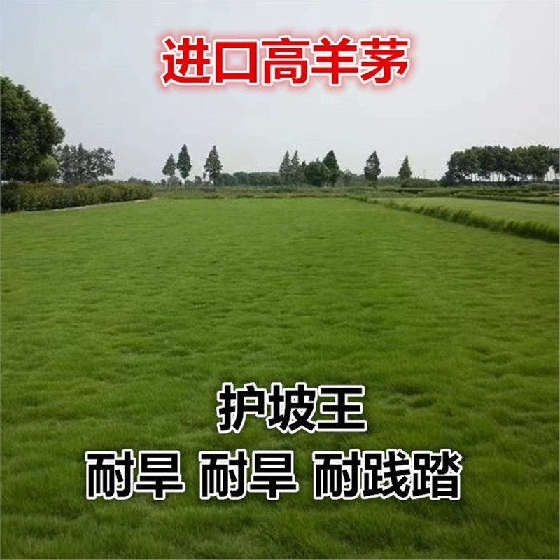 Семена травы Festuca импортированы, морозостойкие, засухоустойчивые и устойчивые к подтаптыванию, необрезанные, защита склонов, зеленение, всесезонные семена зеленого газона.