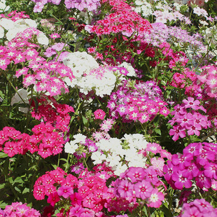Flower Seeds for Indoor and Outdoor Planting in All Seasons, Easy to Grow and Maintain, Suitable for Balcony, Courtyard, and Outdoor Landscapes