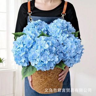 �羳���R�d�{ɫ������滨�����������ã��F؛��һ���ΰl���N��