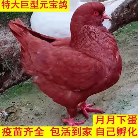 元宝鸽观赏鸽大体活体一对肉鸽种鸽成年长到二斤多鸽一公一母