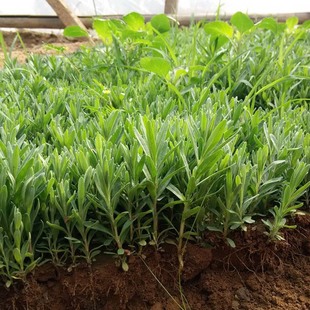 Supply of Lavender Flower Seedlings, Potted Lavender Seedlings, Perennial Flower Lavender Seedlings