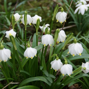Spot Snowflake Lotus Bulb Imported Cold-Resistant Snow Drop Flower Perennial Cold-Resistant Flowering Potted Courtyard Balcony