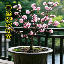 日本樱花树苗南北方室外庭院种植绿化工程苗大型高杆樱花苗风景树