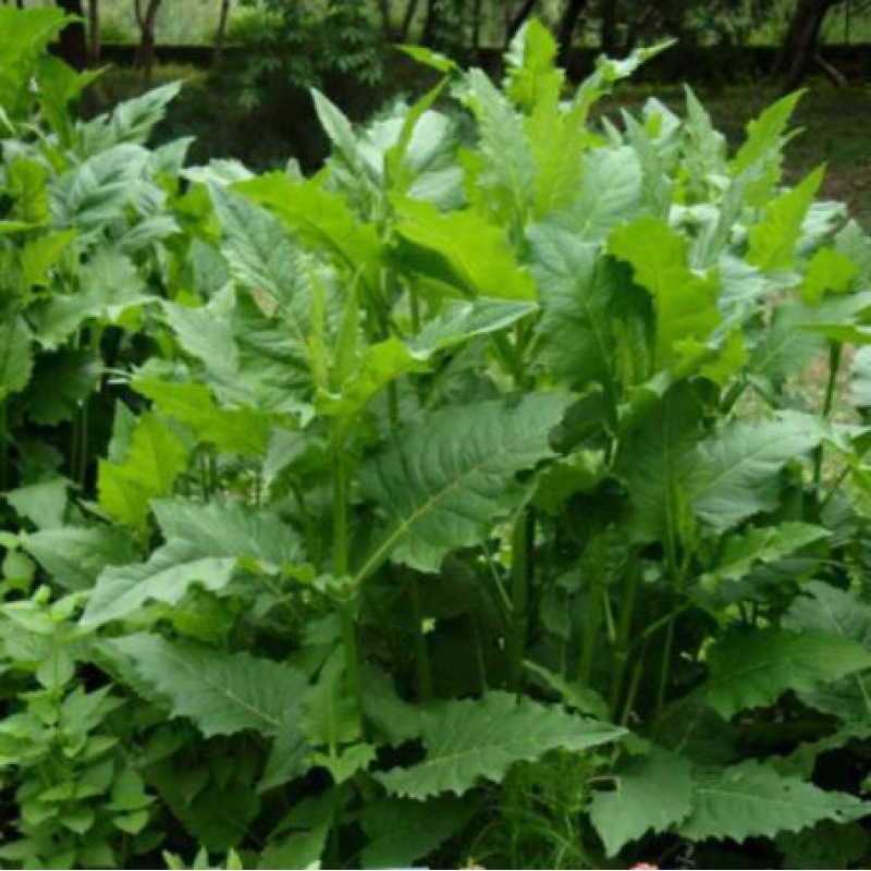 精装串叶松香草种子多年生猪牛羊鹅畜禽牧草籽 香槟菊花草_4