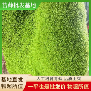 Artificially Cultivated Moss, Fresh Moss, Courtyard Landscaping, Moss Potted Plants, Moss Bonsai Paving, Spot Wholesale