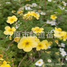 �������l��¶÷��������÷�����ͺ��G�h����ľС��