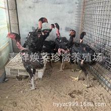 斗鸡养殖场出售越南斗鸡 斗鸡苗 泰国斗鸡 斗鸡蛋纯种鬼子斗鸡
