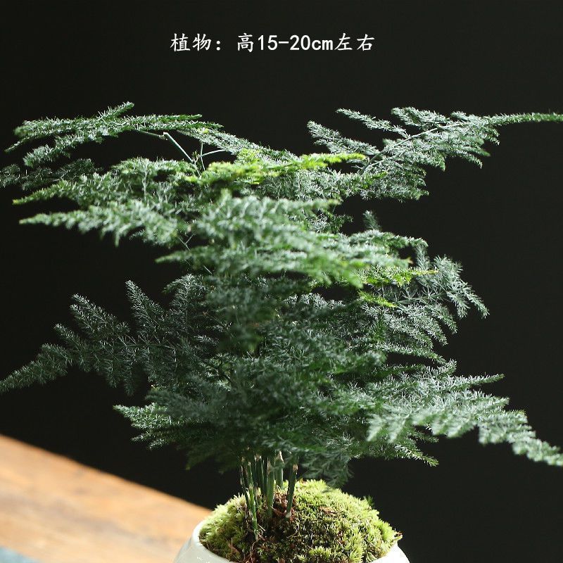 아스파라거스 분지