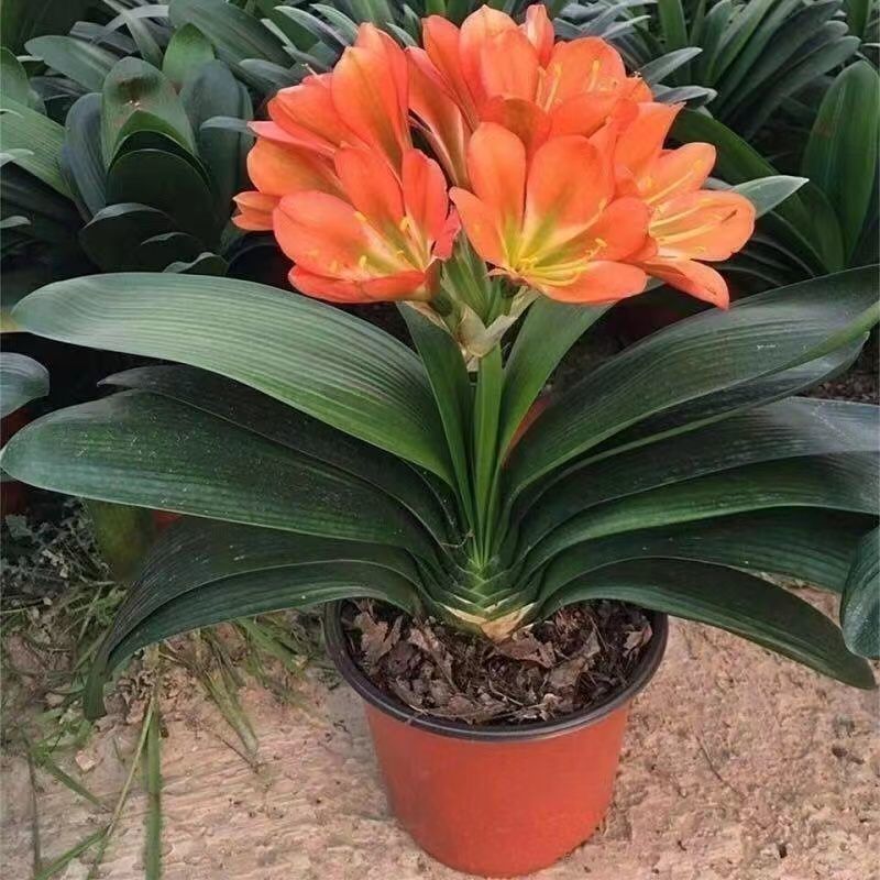 オーキアノプシス、オーキアノプシス鉢植え、オーキアノプシス苗、四季常緑植物、胡蝶蘭苗工場、卸売|undefined