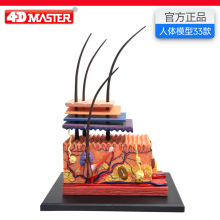 4D Master����Ƥ��ë��ë�ҽṹģ������ԺҽԺҽѧ��ѧ�̾�