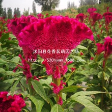 凤尾鸡冠花种子庭院室外四季种易活盆栽耐旱室外花卉扇状鸡冠花籽