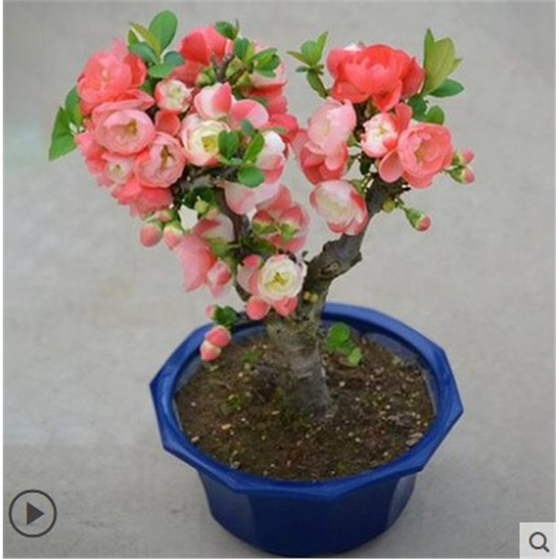 四季开花多海棠花苗重瓣浓香大花卉耐寒绿植物盆栽室内外庭院梅花