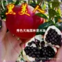 耐寒黑子软籽嫁接果树苗