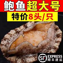 鲜活大鲍鱼新鲜冷冻个大鲜活海捕超大野生非鲍鱼干活体
