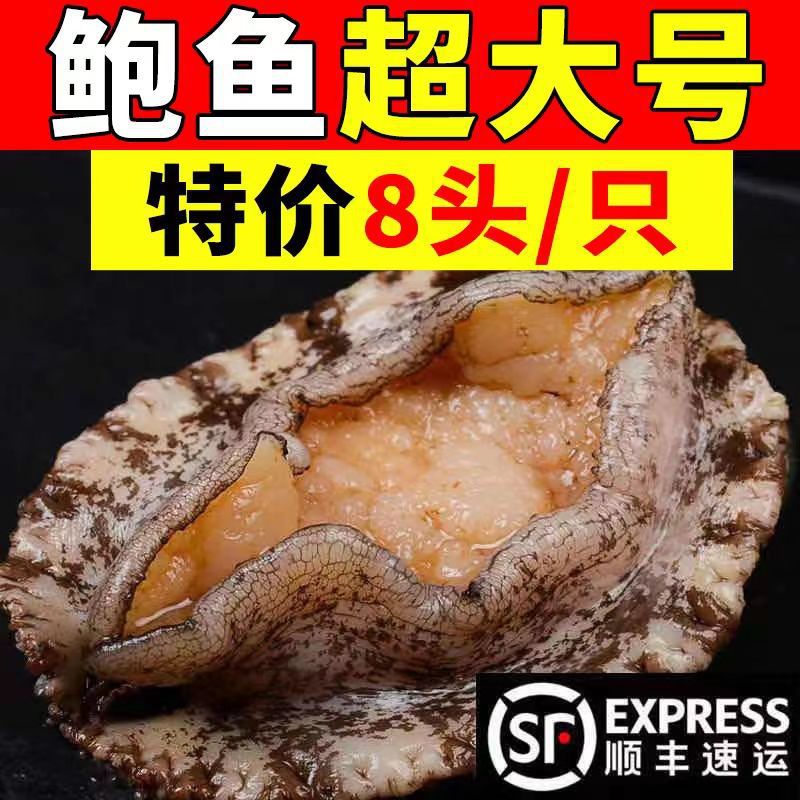 鲜活大鲍鱼新鲜冷冻个大鲜活海捕超大野生非鲍鱼干活体