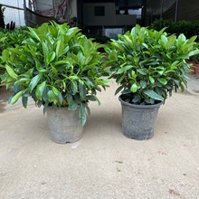 非洲茉莉盆栽灰莉球观叶灌木植物庭院造景基地市政工程用苗