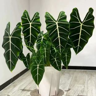 �G���Z�q��������՚���~��Gֲ��������ȩ�҃���ֲ���^�~���B