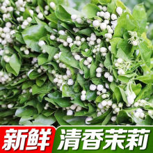 云南直发新鲜茉莉花鲜花花束插花水养花真花带花苞现摘玫瑰花组合