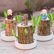 幸运室内夏季水培水养木幸运木驱蚊绿植巴西木阳台格鲁特盆栽花卉