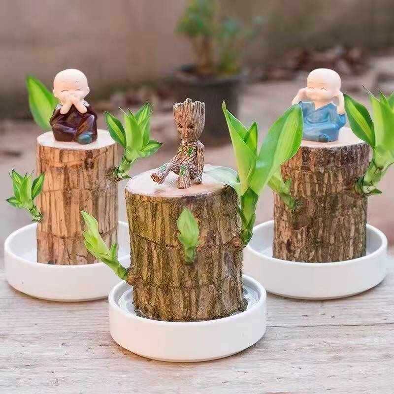 幸运室内夏季水培水养木幸运木驱蚊绿植巴西木阳台格鲁特盆栽花卉