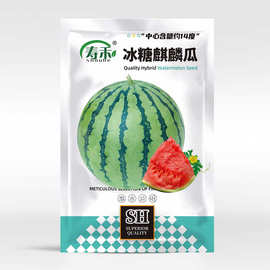 冰糖麒麟西瓜种子8424甜王早春红玉黑美人特大西瓜种籽四季蔬菜苗