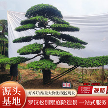 �_�h�ɹŘ��辰�e�����͘���ͥԺ�G����������ӭ�����辰��ֲ��
