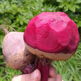 ���S��óԼt��˷N�� �r��ˈ@�Nֲ���L�ٶȿ��m���ԏ��t�����