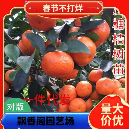 Аутентичные новые сорта 091 без косточек и без семян. Саженцы Wogan, саженцы Wogan, фруктовые саженцы, привитые фруктовые деревья в горшках для посадки на севере и юге.