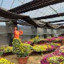 造型绿化秋季盆栽菊花