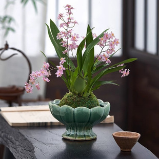 Oncidium Dream Fragrant Orchid with Buds Indoor Potted Tabletop Green Plants New Year's Eve Floral Perfume Oncidium Orchid Seedlings Are Easy to Maintain